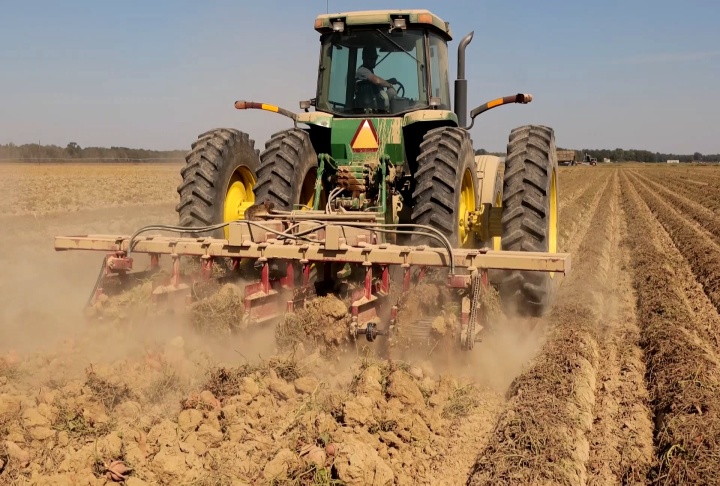 Sweet potato harvest plagued by weather woes